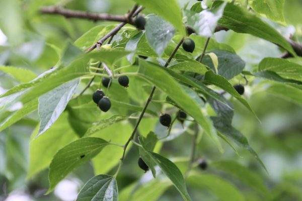 Celtis australis