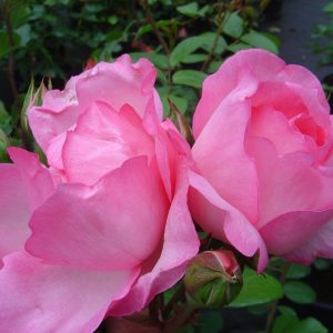 Rosa Centenaire de Lourdes