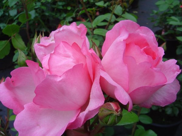 Rosa Centenaire de Lourdes