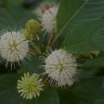 Cephalanthus occidentalis