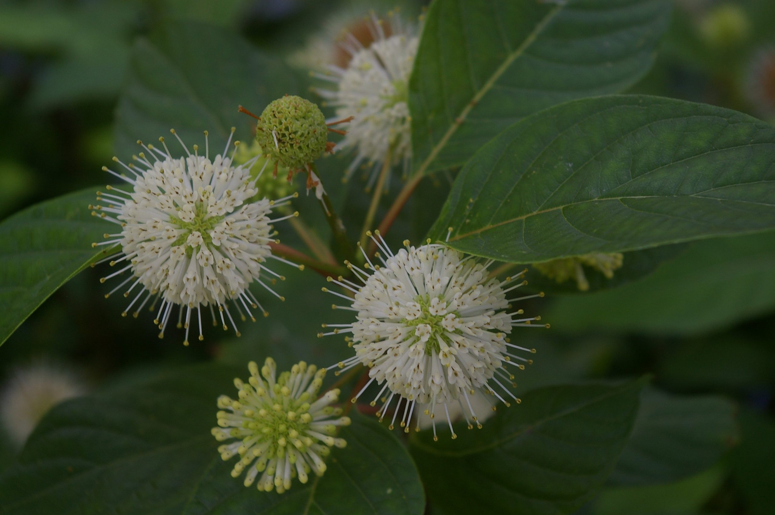 Cephalanthus occidentalis