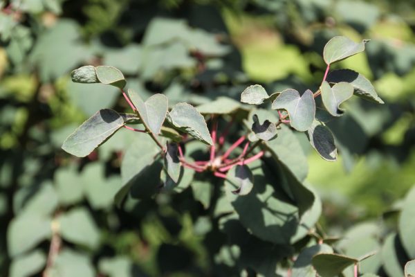 Cercidiphyllum japonicum 'Rotfuchs'