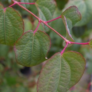 Cercidiphyllum japonicum