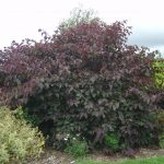 Cercis canadensis 'Forest Pansy'