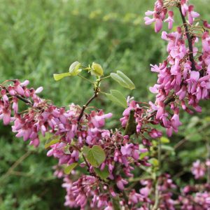 Cercis siliquastrum
