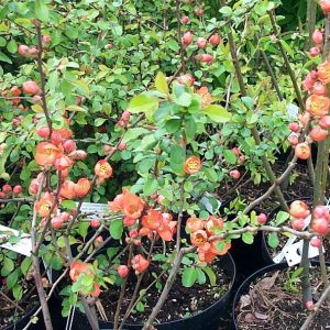 Chaenomelis japonica 'Cido'
