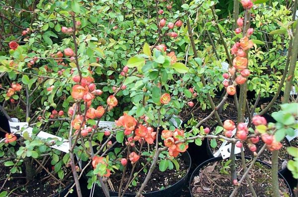 Chaenomelis japonica 'Cido'