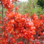 Chaenomeles Hybr. 'Friesdorfer Typ 205'