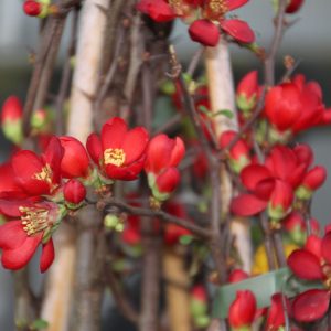 Chaenomeles speciosa 'HOT FIRE' ®  (Minvesu)