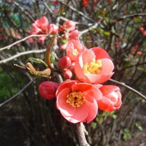 Chaenomeles Hybr.'Pink Lady'