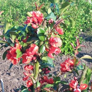 Chaenomeles speciosa