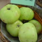 Apfel 'Champagner Renette'