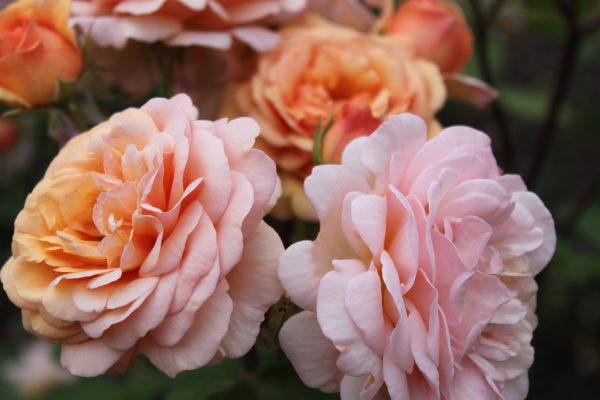Rosa 'Charles Austin'