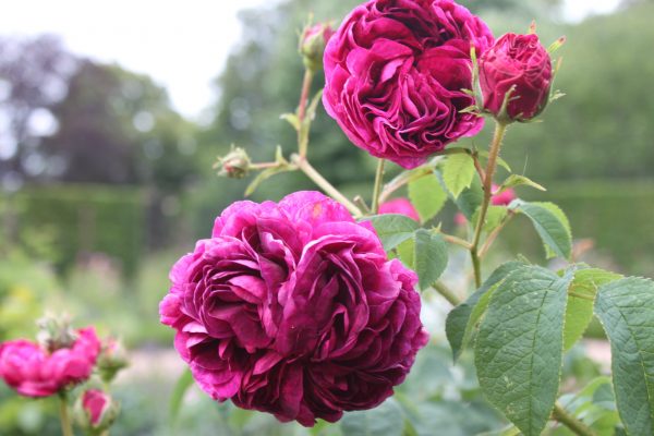 Rosa 'Charles de Mills' (gallica)