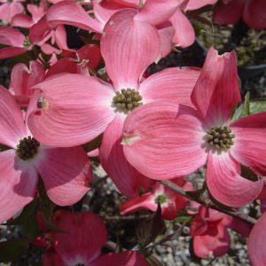 Cornus florida 'Cherokee Chief'