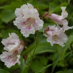 x Chitalpa tashkentensis SUMMER BELLS®('Minsum')