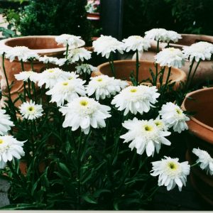 Leucanthemum x superbum 'Fair Lady'  ®