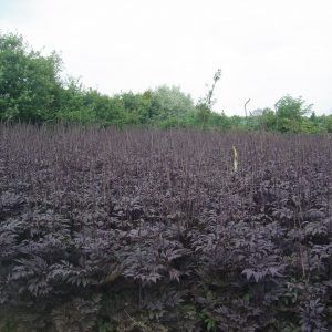 Cimicifuga simplex var. ramosa 'Chocoholic' ®