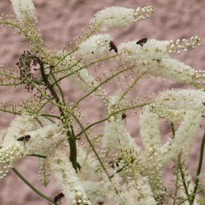 Cimicifuga simplex var. ramosa