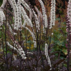 Cimicifuga simplex var. ramosa 'Brunette'