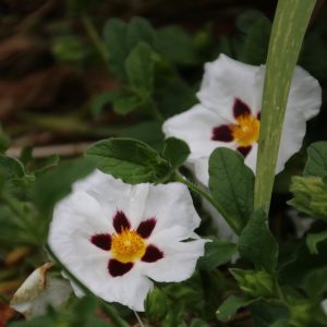 Cistus x purpureus 'Alan Fradd'