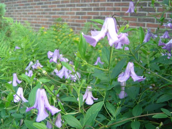Clematis viticella "Betty Corning"