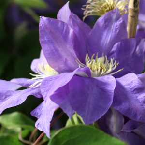 Clematis Hybride H.F.Young