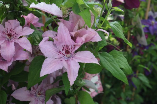 Clematis Hybride "Hagley Hybrid"