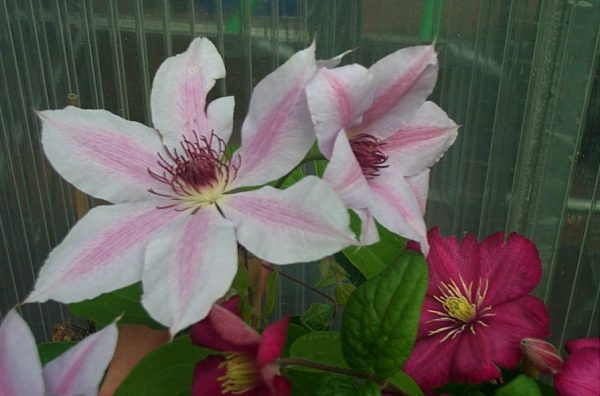 Clematis Hybride "Nelly Moser"