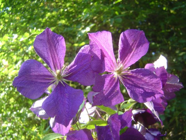 Clematis Hybride "Jackmannii"