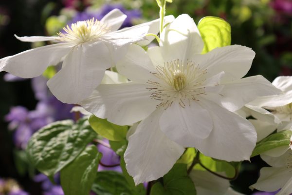 Clematis Hybride "Madame le Coultre"