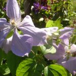 Clematis Hybride "Mrs.Cholmendeley"
