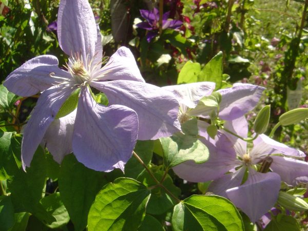 Clematis Hybride "Mrs.Cholmendeley"