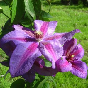 Clematis Hybride "Mrs. Thompson"