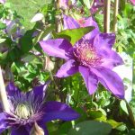 Clematis Hybride "Multi Blue"