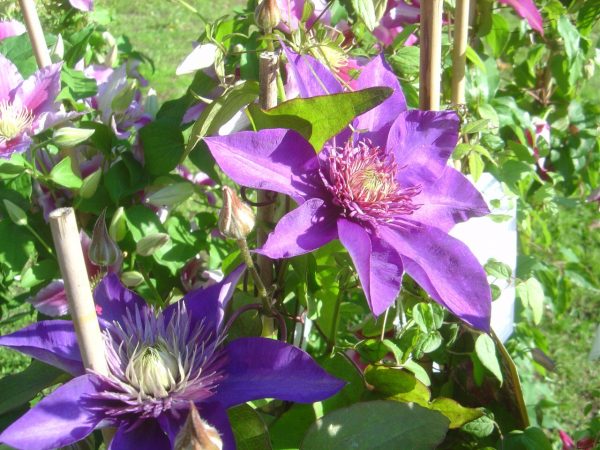 Clematis Hybride "Multi Blue"