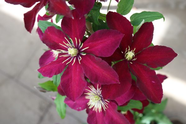 Clematis Hybride "Niobe"