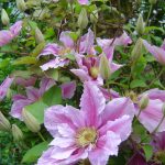 Clematis Hybride "Piilu"