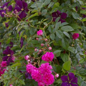 Rose Super Dorothy und Clematis Etoile Violette