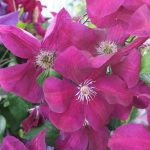 Clematis Hybride "Rouge Cardinal"