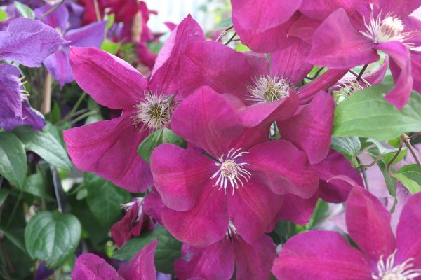 Clematis Hybride "Rouge Cardinal"