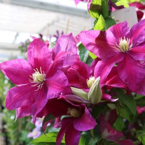 Clematis Hybride "Sunset"