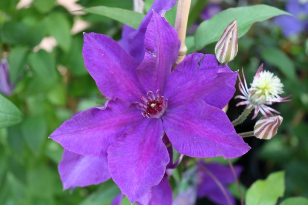 Clematis Hybride "The President"