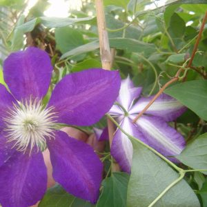 Clematis Hybride "Vagabund" (The Vagabond)