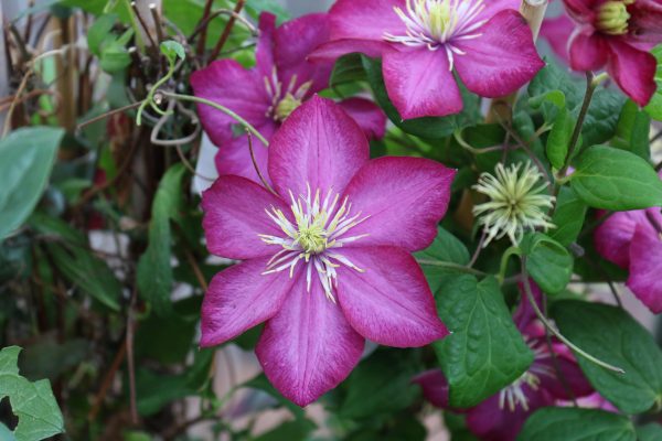 Clematis Hybride "Ville de Lyon"