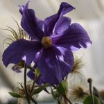 Clematis integrifolia 'Durandii'