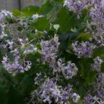 Clematis x jouiniana "Praecox"