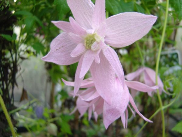 Clematis macropetala "Markham's Pink"