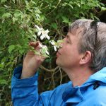 Clematis montana var. wilsonii