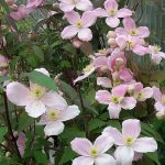 Clematis montana var.rubens